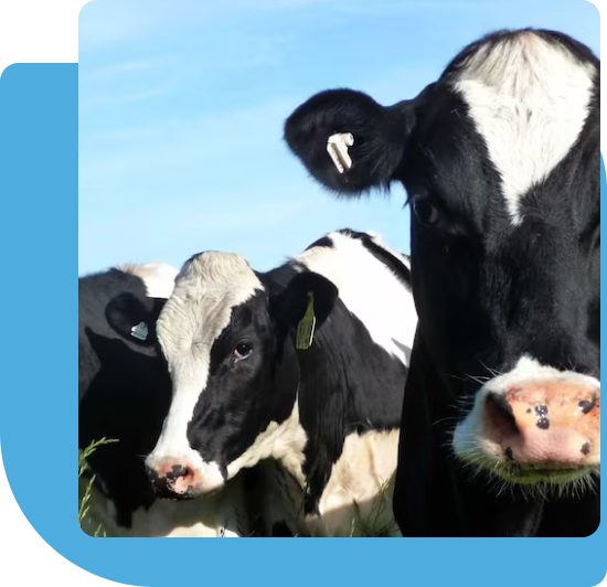 Cows grazing in field